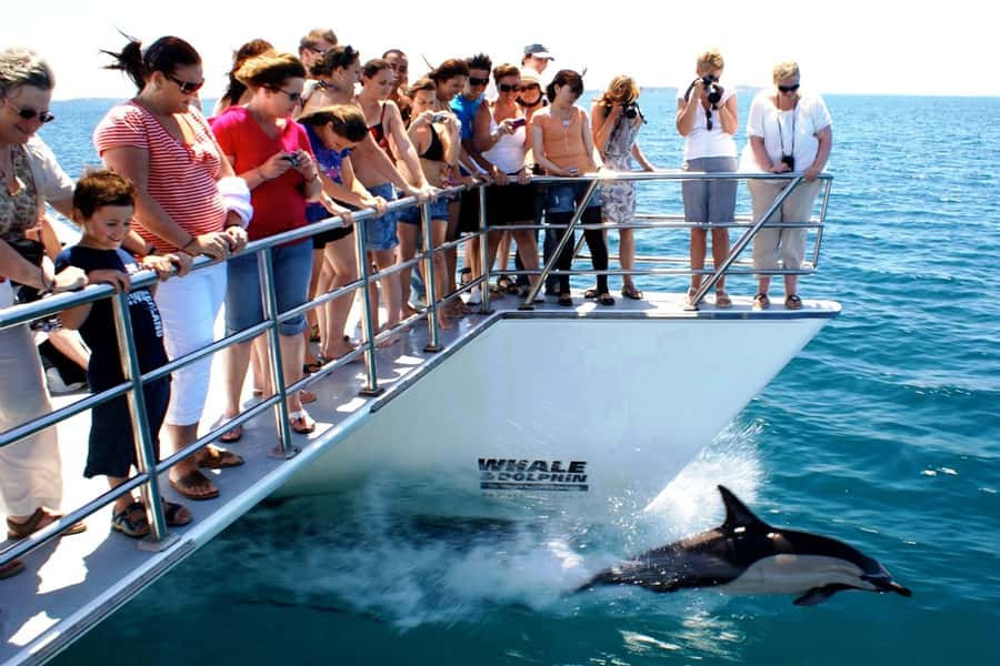 Auckland: Whale and Dolphin Watching Half-Day Eco Cruise - What you might see besides whales and dolphins