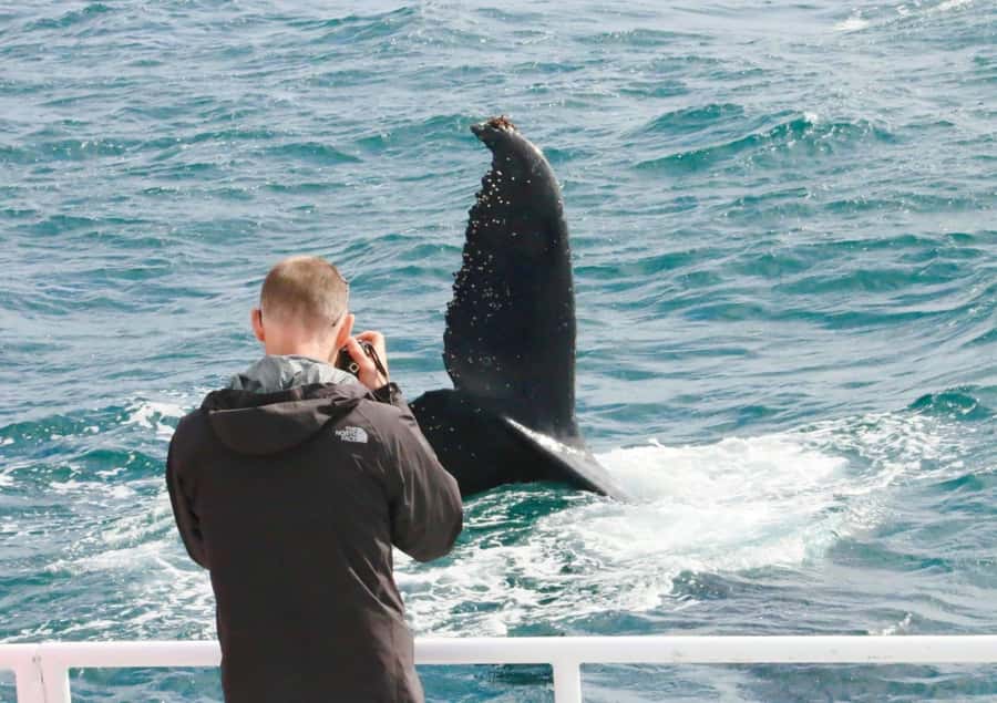Augusta: Whale Watching Tour - Key things to know before you go