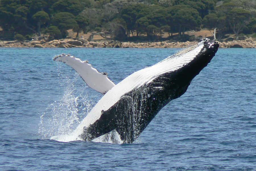 Augusta: Whale Watching Tour - Flinders Bay whale time: why sightings often feel effortless