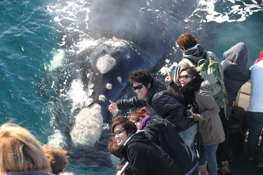 Augusta: Whale Watching Tour - The Marine Biologist on board: what you learn beyond surface spotting