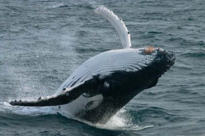 Augusta: Whale Watching Tour - The Alison Maree and VIP feel: comfort that actually helps you watch