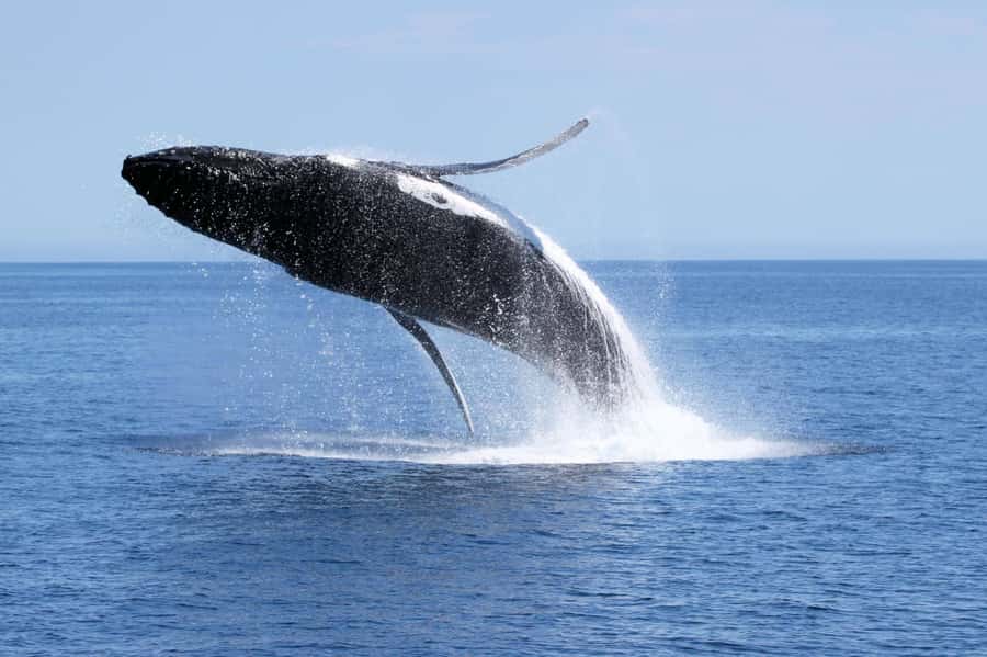 Augusta: Whale Watching Tour - What you’ll see on the 2-hour cruise in Flinders Bay