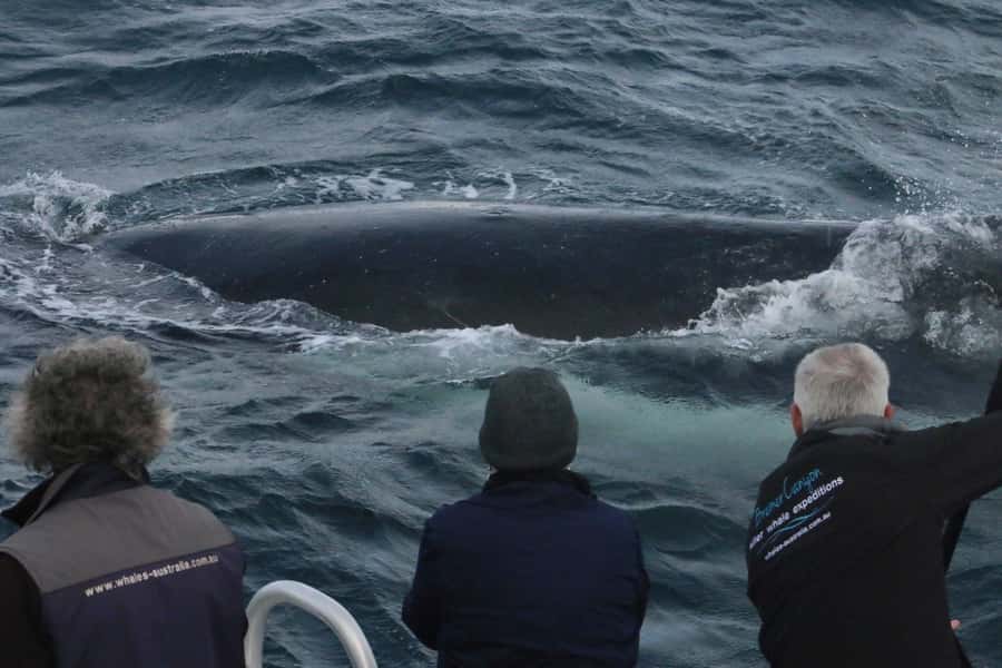 Augusta: Whale Watching Tour - Harbour to water: the flow that sets you up for good viewing