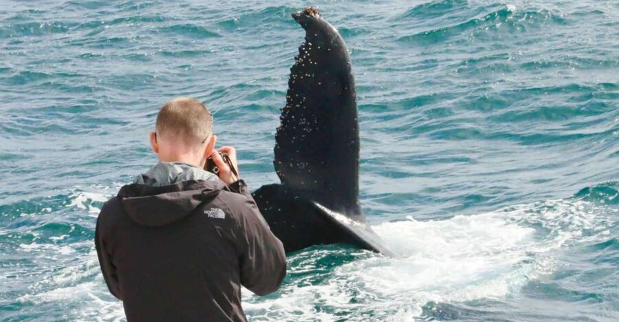 Augusta: Whale Watching Tour - Price and value at $74: why this feels fair (especially with the guarantee)