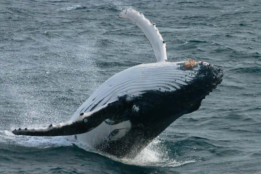 Augusta: Whale Watching Tour - The Alison Maree and VIP feel: comfort that actually helps you watch