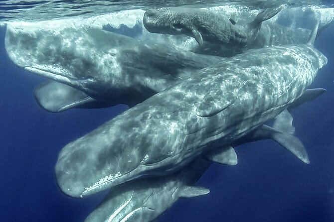 Azores Whale Watching & Islet Boat Tour - Quick hits you’ll care about