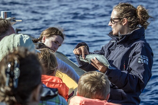 Azores Whale Watching & Islet Boat Tour - Vila Franca do Campo: a sharp starting point for whale country