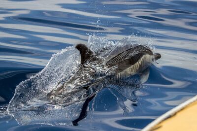 Azores Whale Watching & Islet Boat Tour - The RIB boat experience: fast, practical, and not for everyone