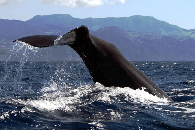 Azores Whale Watching & Islet Boat Tour - Stop by the Islet of Vila Franca do Campo: photos, volcano views, and a quick reset