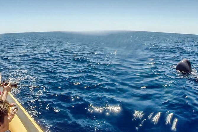 Azores Whale Watching & Islet Boat Tour - Returning to the marina: quick free time and how to use it well