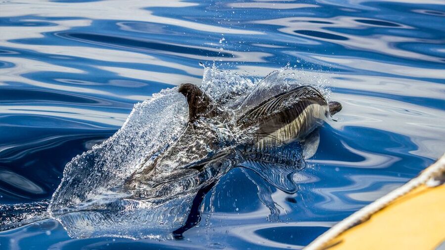 Azores Whale Watching & Islet Boat Tour - Price and value: what $70 buys you in the Azores