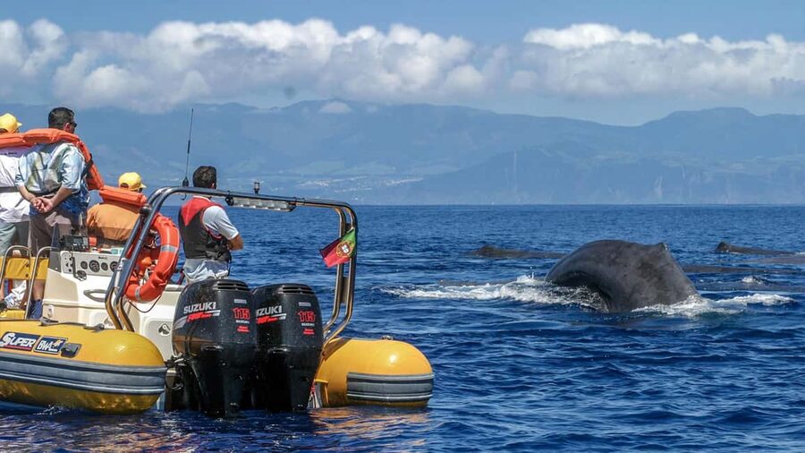 Azores: Whale Watching & Islet Boat Tour w/ Marine Biologist - Key things to know before you go
