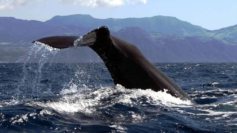 Azores: Whale Watching & Islet Boat Tour w/ Marine Biologist - How the search works: inland lookout, VHF radio, and a careful approach