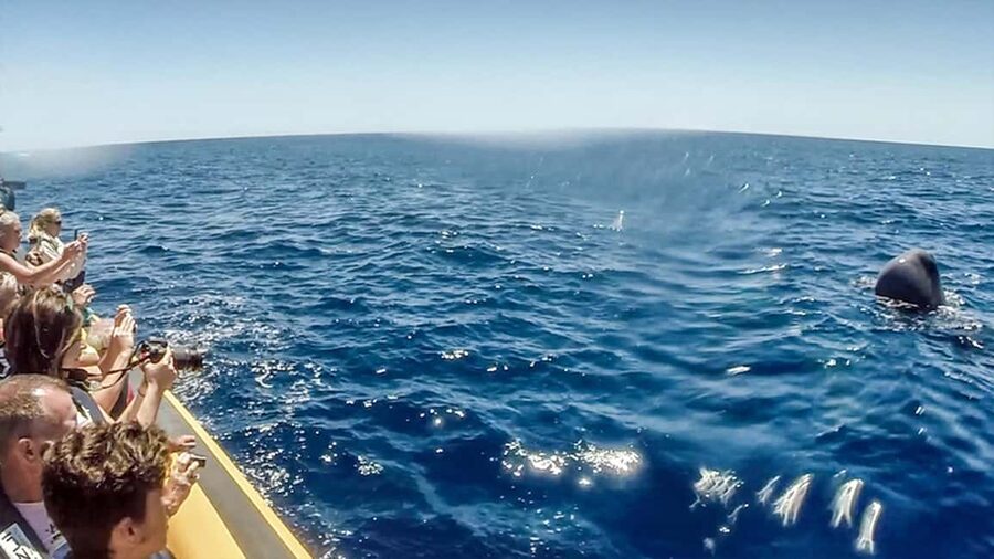 Azores: Whale Watching & Islet Boat Tour w/ Marine Biologist - Vila Franca do Campo islet: volcanic scenery and a quick but worthwhile loop