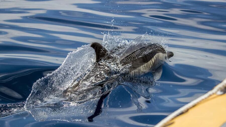 Azores: Whale Watching & Islet Boat Tour w/ Marine Biologist - What to pack (and what to do before you leave shore)
