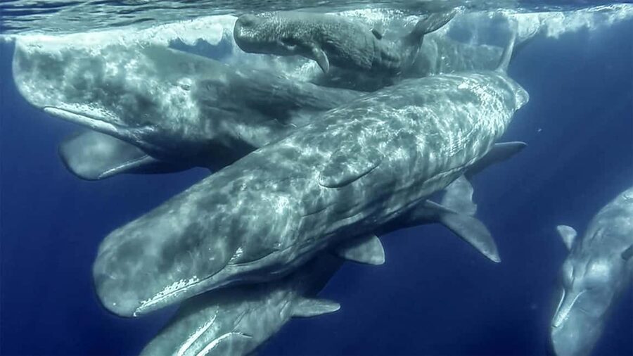 Azores: Whale Watching & Islet Boat Tour w/ Marine Biologist - Price and value: why $73 feels fair for this setup
