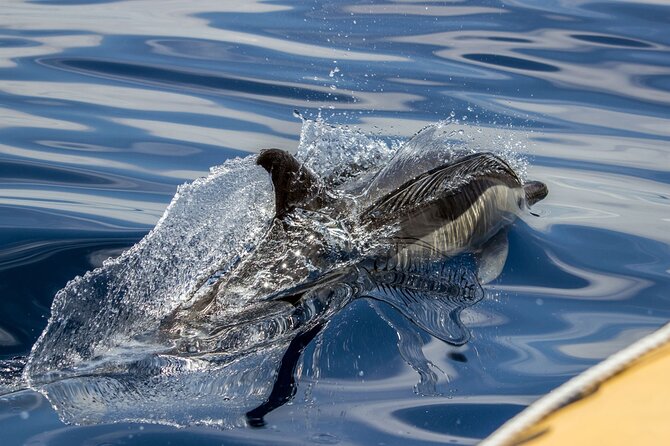 Azores Whale Watching & Islet Boat Tour - The RIB boat experience: fast, practical, and not for everyone