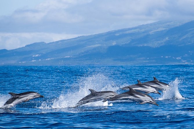 Azores Whale Watching Tour – Ponta Delgada - Marina Pêro de Teive Check-In and the Safety Briefing That Actually Helps