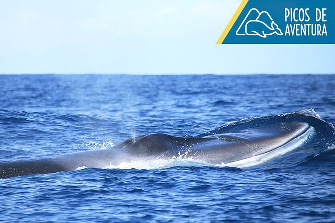 Azores Whale Watching Tour – Ponta Delgada - On the Water for 2 to 3 Hours: What the Time Budget Really Means
