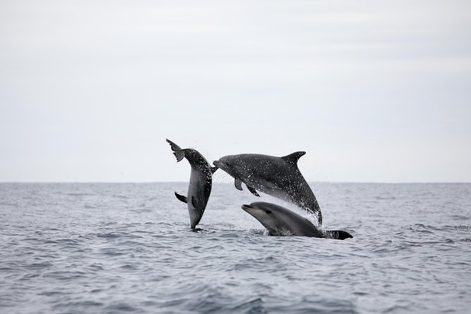 Azores Whale Watching Tour – Ponta Delgada - Catamaran vs Rigid Inflatable Speedboat: Choose the Ride That Fits Your Body