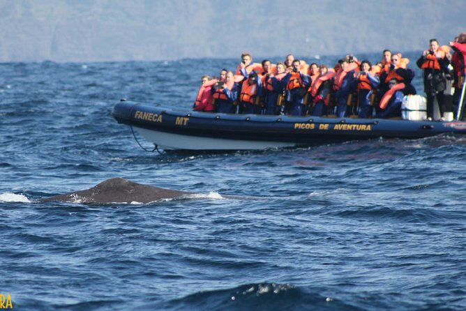Azores Whale Watching Tour – Ponta Delgada - Value and the $78.60 Price: Is It Worth It?