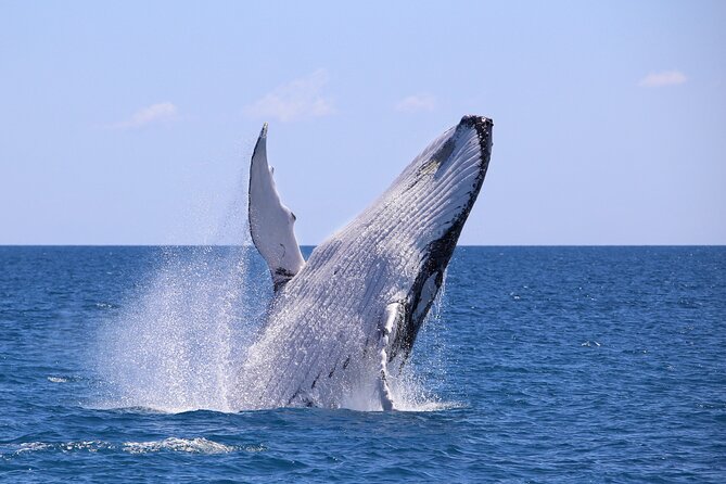 Bahía Málaga: Humpback Whale Watching in Cali - Colombia - Key things to know before you go