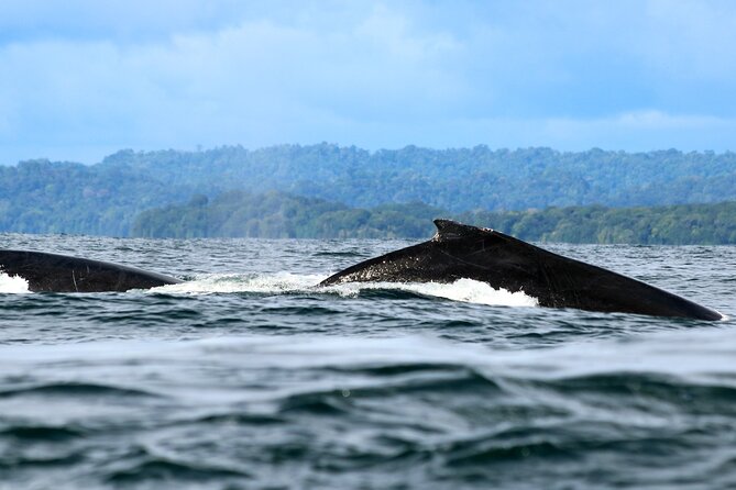 Bahía Málaga: Humpback Whale Watching in Cali - Colombia - The 4:30 am start: what that buys you