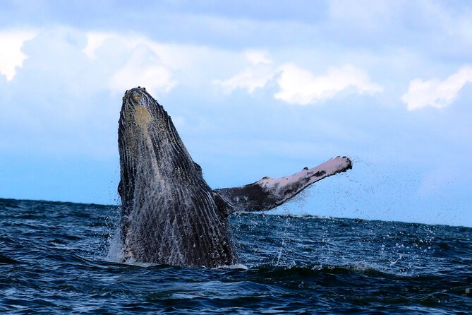 Bahía Málaga: Humpback Whale Watching in Cali - Colombia - Whale watching from the boat: the part you’re paying for