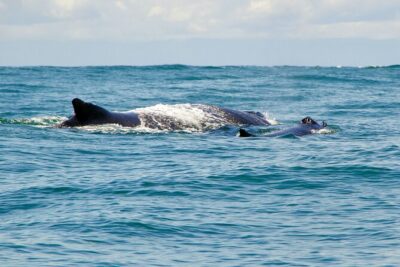 Bahía Málaga: Humpback Whale Watching in Cali - Colombia - Cali to Buenaventura: a short port stop with real purpose