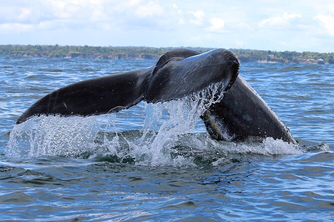 Bahía Málaga: Humpback Whale Watching in Cali - Colombia - Meeting point and time: plan your morning like a mission