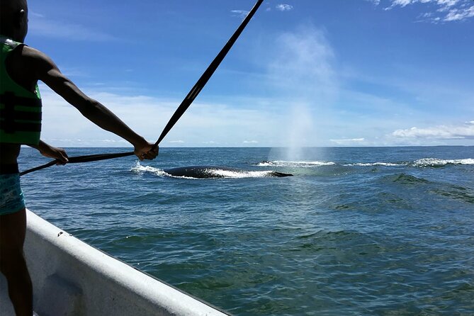 Bahía Málaga: Humpback Whale Watching in Cali - Colombia - Who this whale trip from Cali fits best