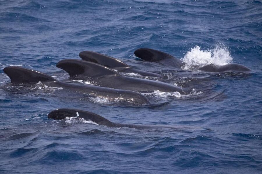 Barbate: Dolphin and Whale Watching in Cape Trafalgar - Key things to know before you go