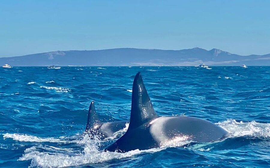 Barbate: Dolphin and Whale Watching in Cape Trafalgar - Price and Value at Around $53 per Person