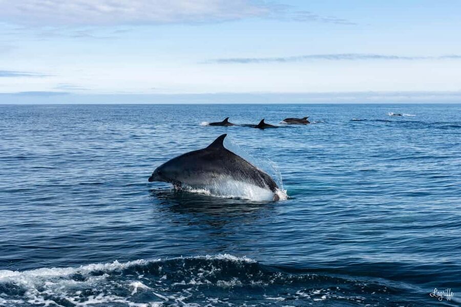 Basque Country : Whale and Dolphin Watching Boat Tours - Key things that make this cetacean tour worth your morning