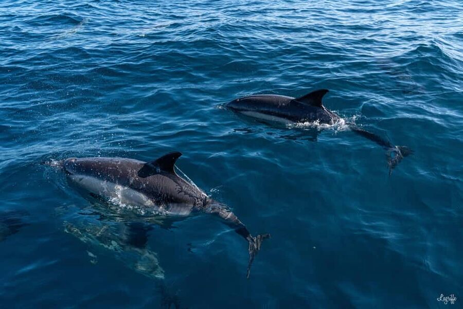Basque Country : Whale and Dolphin Watching Boat Tours - Should you book the Basque whale and dolphin watching boat tour?