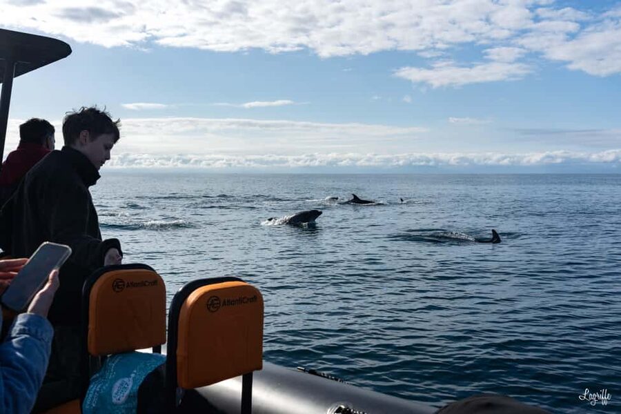 Basque Country : Whale and Dolphin Watching Boat Tours - Saint-Jean-de-Luz departure: the 8:00 AM start and your first taste of sea spray
