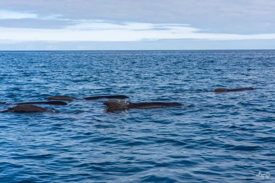 Basque Country : Whale and Dolphin Watching Boat Tours - The first 45 minutes: speedboat time that can be thrilling or tiring