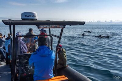 Basque Country : Whale and Dolphin Watching Boat Tours - Why the Gouf de Capbreton canyon boosts your odds