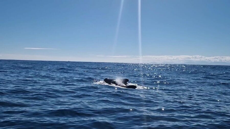 Basque Country : Whale and Dolphin Watching Boat Tours - The 3.5-hour observation area: pods, species, and how sightings tend to work