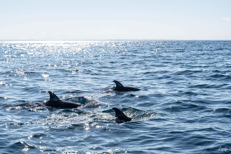 Basque Country : Whale and Dolphin Watching Boat Tours - Meeting the crew: guides, skippers, and the tone of the briefing