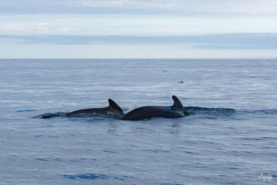 Basque Country : Whale and Dolphin Watching Boat Tours - What to bring for a 4.5-hour RIB ride (and what to skip)