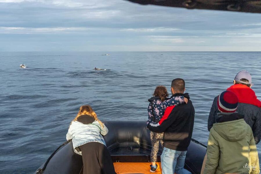 Basque Country : Whale and Dolphin Watching Boat Tours - Price and value: why $199 can make sense here