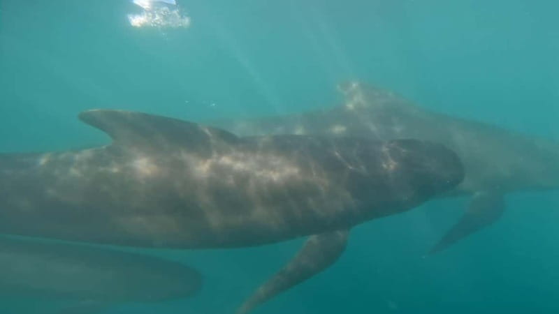Basque Country : Whale and Dolphin Watching Boat Tours - Who this tour fits best (and who should choose something else)