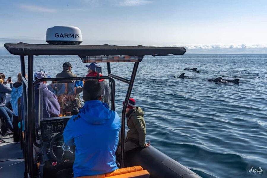 Basque Country : Whale and Dolphin Watching Boat Tours - Why the Gouf de Capbreton canyon boosts your odds