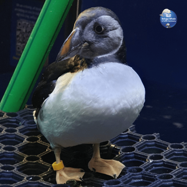 Beluga Whale Sanctuary - Admissions - Getting to Vestmannaeyjar: your practical “day plan”