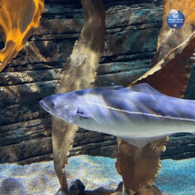 Beluga Whale Sanctuary - Admissions - Visitor Centre: the belugas’ story in plain English