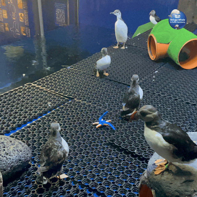 Beluga Whale Sanctuary - Admissions - Puffin Rescue Centre: rehab work you can witness