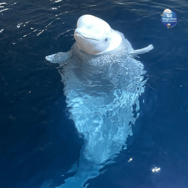 Beluga Whale Sanctuary - Admissions - Guided tour at 2 PM: when it’s worth timing your day