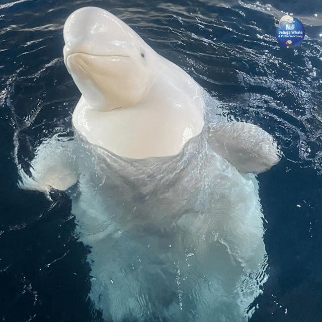 Beluga Whale Sanctuary - Admissions - Who should book Beluga Whale Sanctuary admissions?