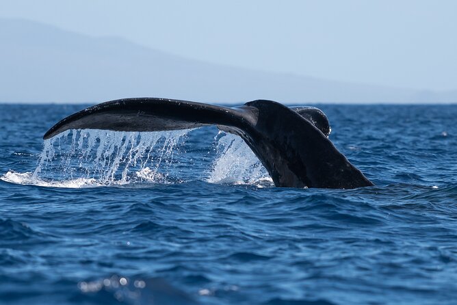 Best Waikiki Whale Watching in Honolulu: Whales Guaranteed - Key highlights worth your attention